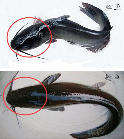 鲶鱼冒充江团鱼,鲶鱼冒充黔鱼