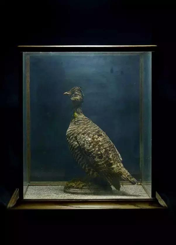 一根羽毛也许太普通了仿写,一根不起眼的羽毛