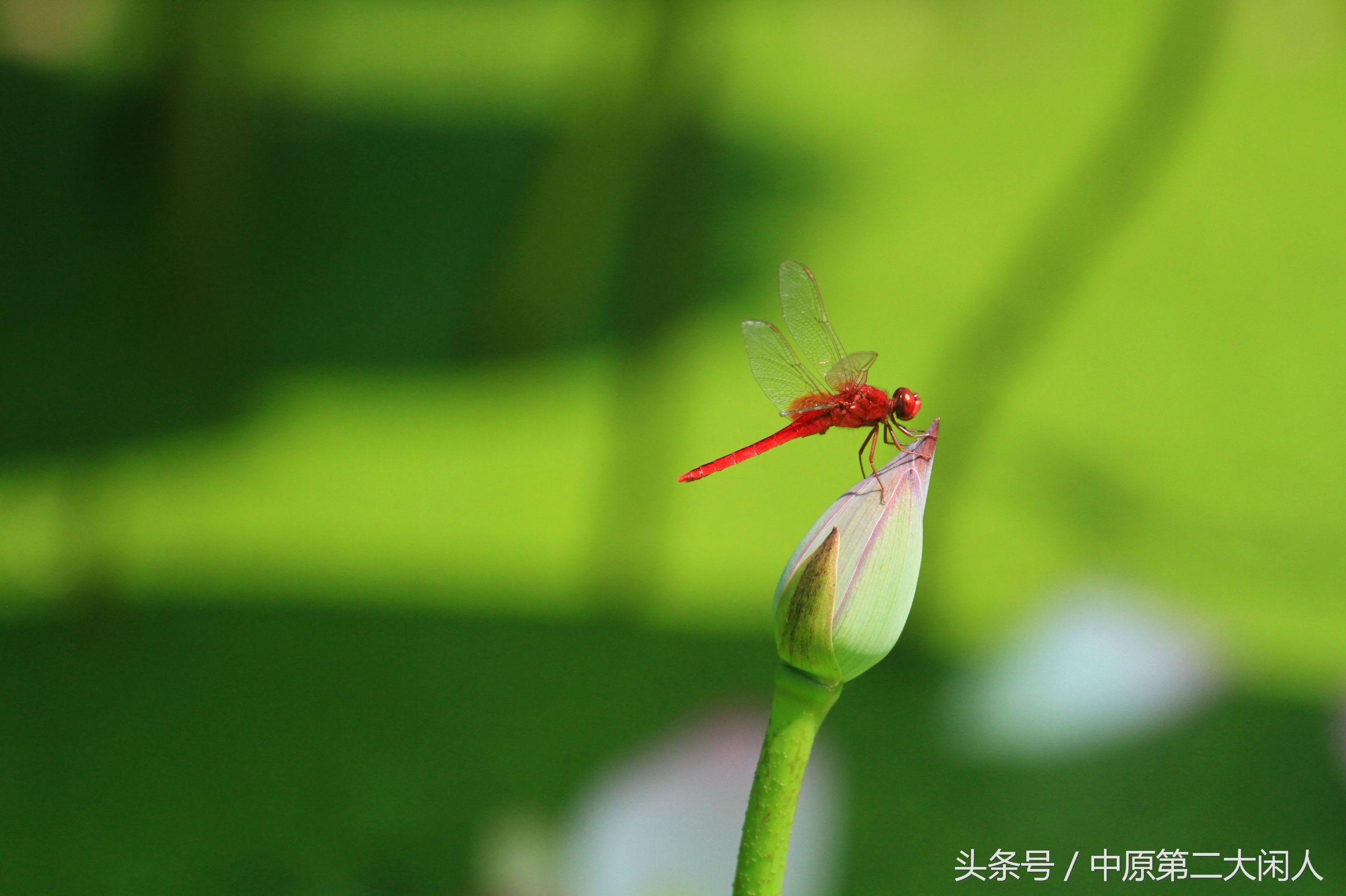 童年趣事抓蜻蜓,童年趣事捉蜻蜓