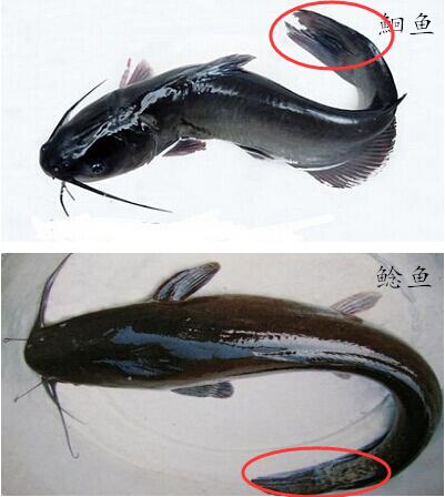 鲶鱼冒充江团鱼,鲶鱼冒充黔鱼