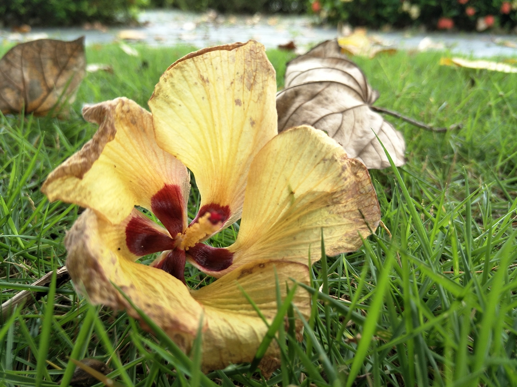 华为g9青春版值多少钱,外观精致的华为手机