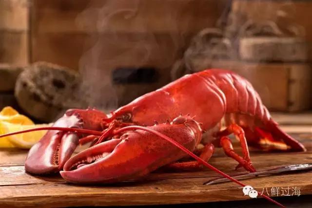 人气直追小龙虾的加拿大龙虾，关于它的干货都在这里