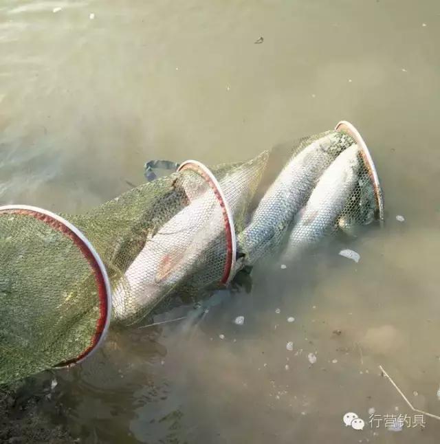 一入钓鱼深似海,一入黑坑