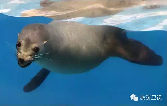 胡歌霍建华最美的场景视频,胡歌霍建华冬天游玩