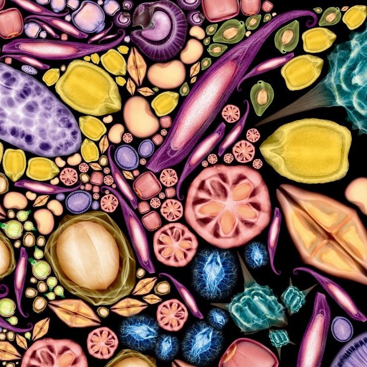 掌握正确施肥方法,如何正确操作施肥