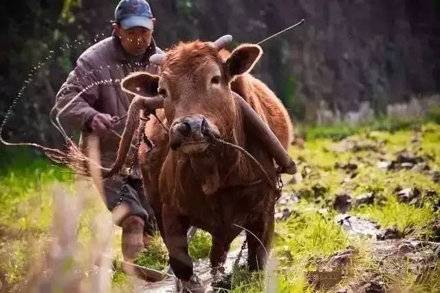 休闲农业可以开发哪些创意,休闲农业学什么课程