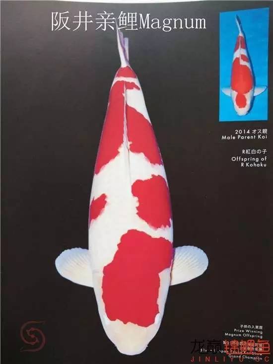 一个值得关注的血系：阪井的*药炸**落叶