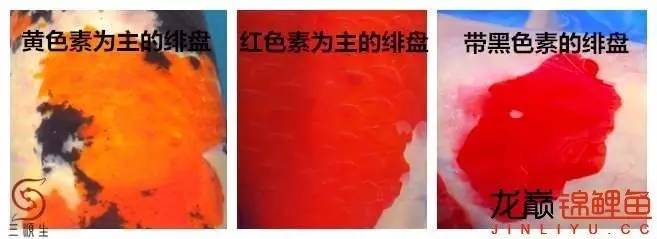 一个值得关注的血系：阪井的*药炸**落叶