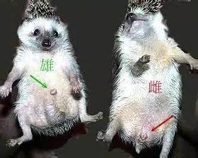 刺猬的灵性象征,刺猬的刺尖吗