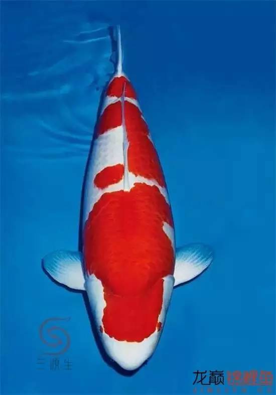 一个值得关注的血系：阪井的*药炸**落叶