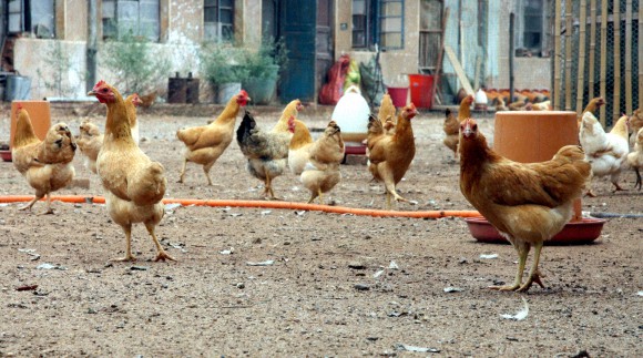 花明楼柴火鸡,花明楼正宗土鸡
