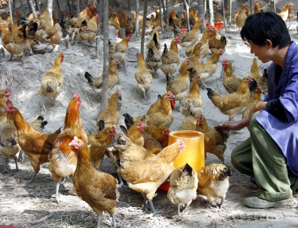 花明楼柴火鸡,花明楼正宗土鸡