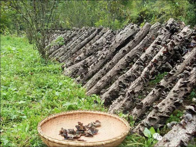 黑木耳种植技术详解,黑木耳种植技术哪里学