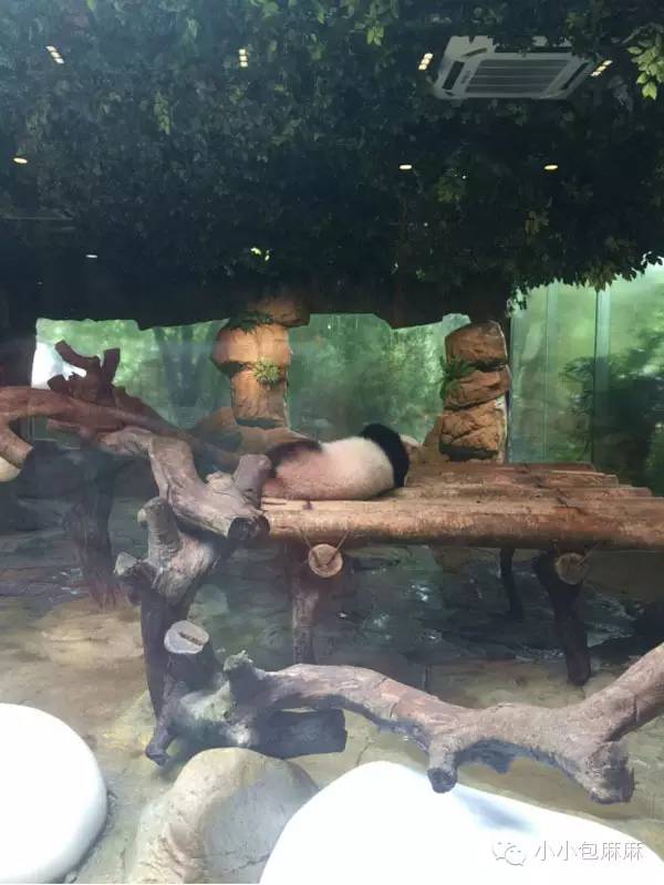 珠海长隆动物园游记,游记长隆动物园