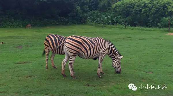 珠海长隆动物园游记,游记长隆动物园