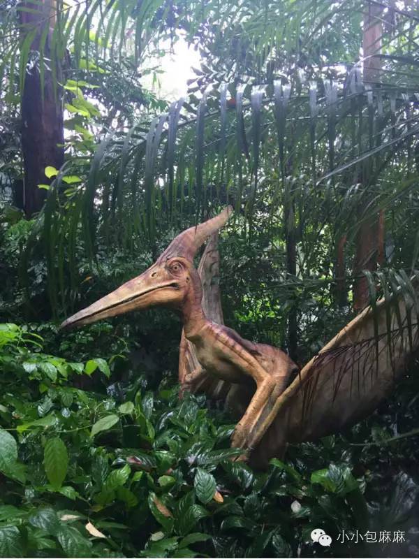 珠海长隆动物园游记,游记长隆动物园