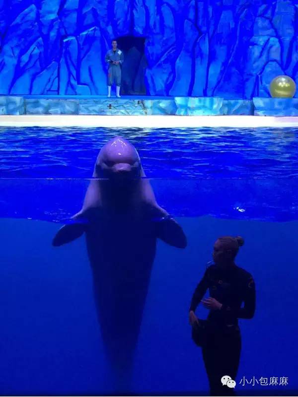 珠海长隆动物园游记,游记长隆动物园