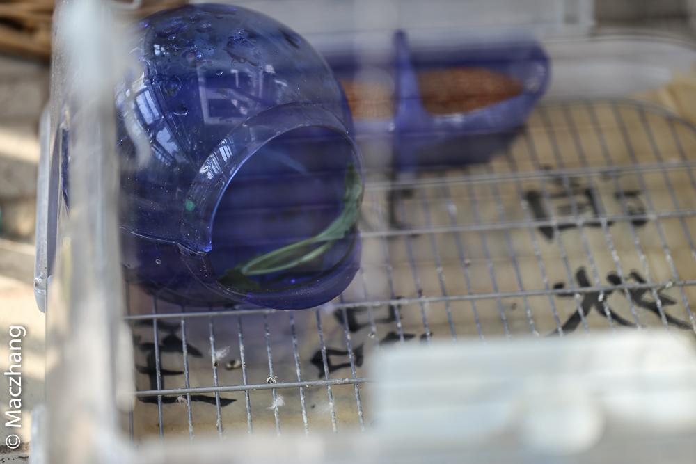 哈根笼子设计,鹦鹉笼设计图