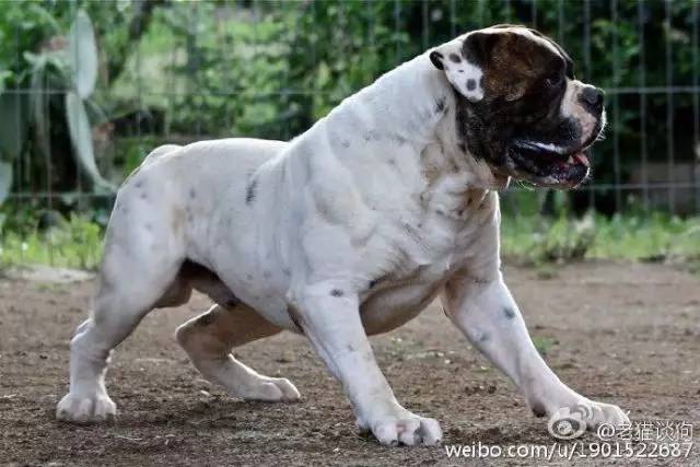 美国斗牛犬的特点,美国斗牛犬是比特犬吗