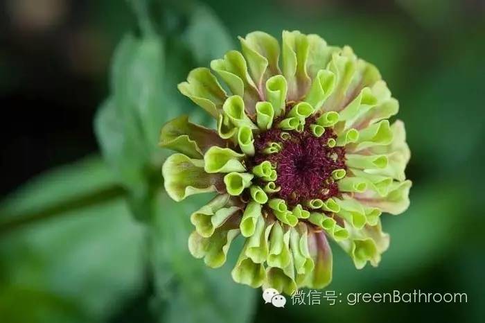 掌握正确施肥方法,如何正确操作施肥