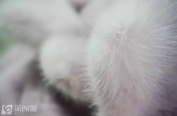 说奇葩丨买淘宝的都是low货？那你买个LV就能上天吗！