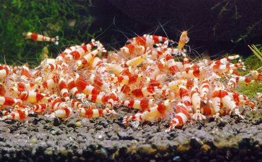 世界第一！台湾屏东水族王国靠出口观赏鱼虾年赚上亿