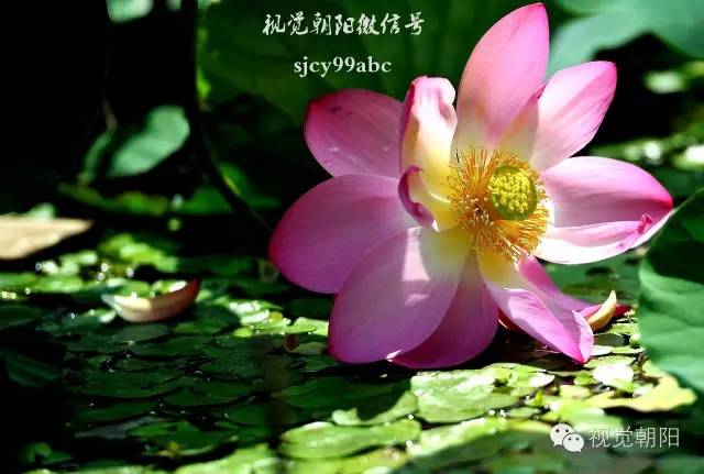 荷花酒,荷花图片