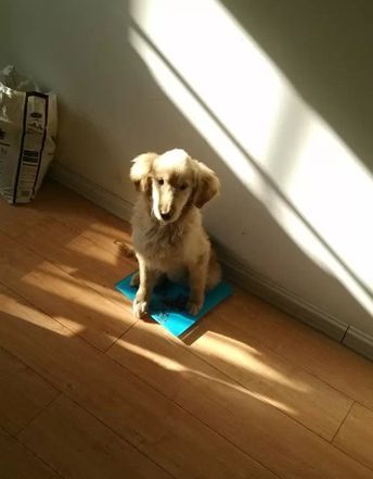 如果你能陪狗狗度过一生，你能不能这样？