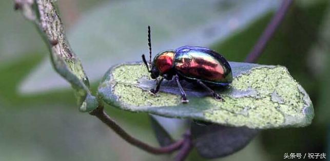 蜗牛在农业是害虫还是益虫,益虫防治害虫的方法有哪些