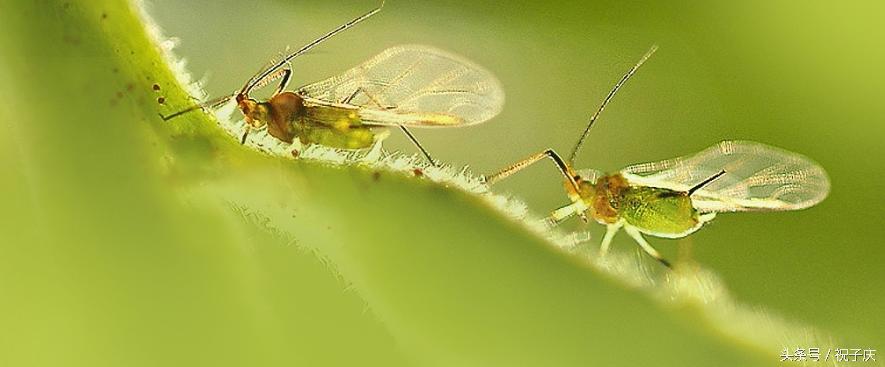 蜗牛在农业是害虫还是益虫,益虫防治害虫的方法有哪些