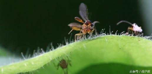 蜗牛在农业是害虫还是益虫,益虫防治害虫的方法有哪些