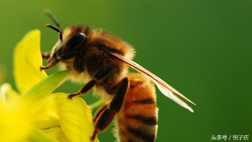蜗牛在农业是害虫还是益虫,益虫防治害虫的方法有哪些