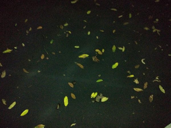 深夜垂钓星露谷,深夜垂钓