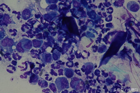 狗狗脓皮症掉毛最有效的治疗办法,狗狗得了皮肤病可以抹药膏吗