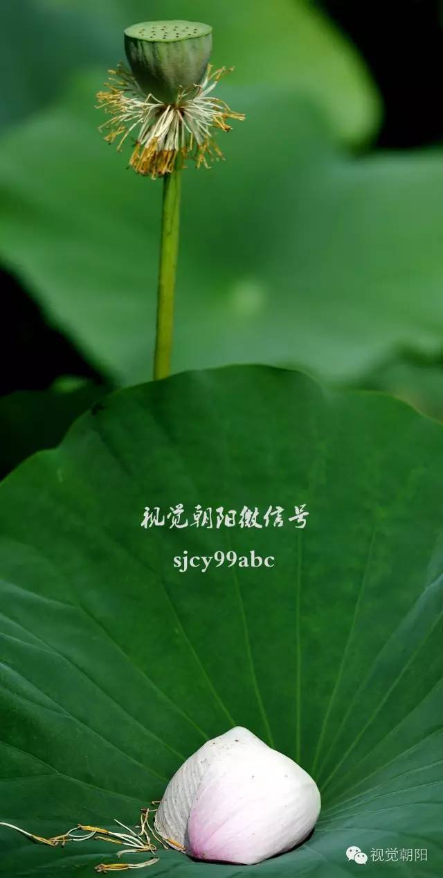 荷花酒,荷花图片