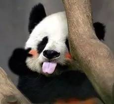 中国运动员里约遭盗抢,2016年巴西奥运会运动员东西被偷