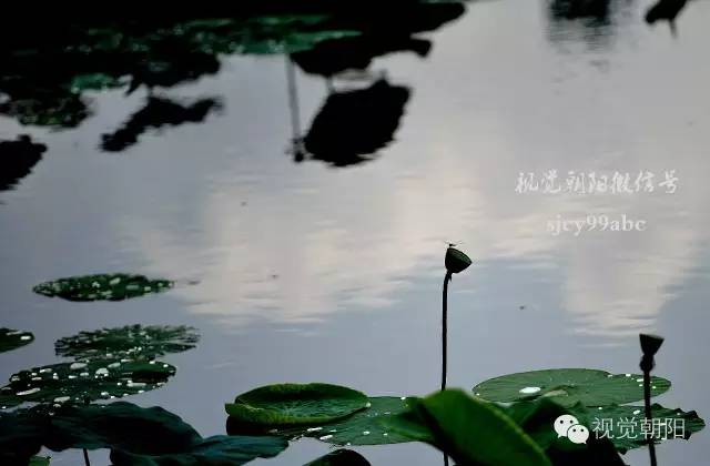 荷花酒,荷花图片