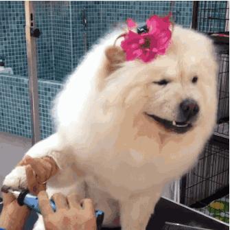 在家给狗狗剪毛怎么让它乖教程,在家给狗狗剪毛教程博美