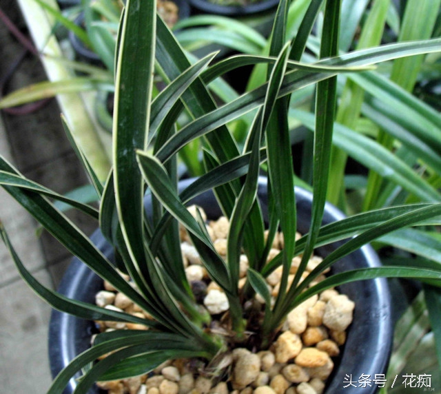 如何才能真正的养好兰花,如何养好一盆兰花