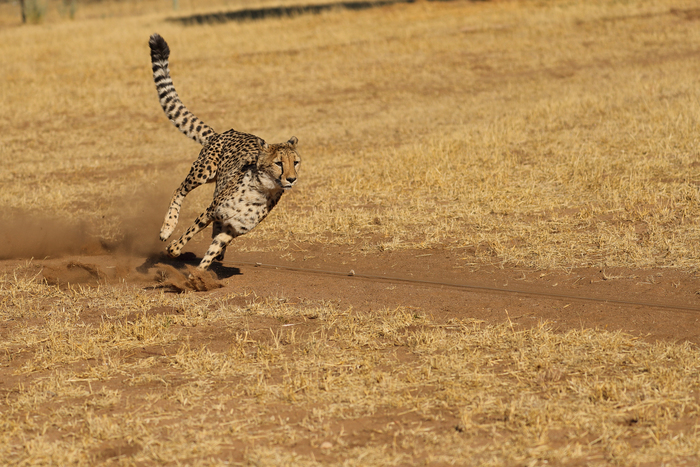 猎豹奔跑壮观,猎豹狂奔