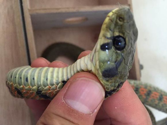 野外空手套“野鸡脖子”巨毒蛇已伏法