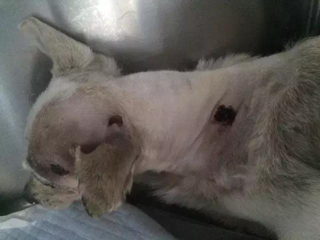 流浪狗被箭射穿违法吗,流浪狗被箭射穿