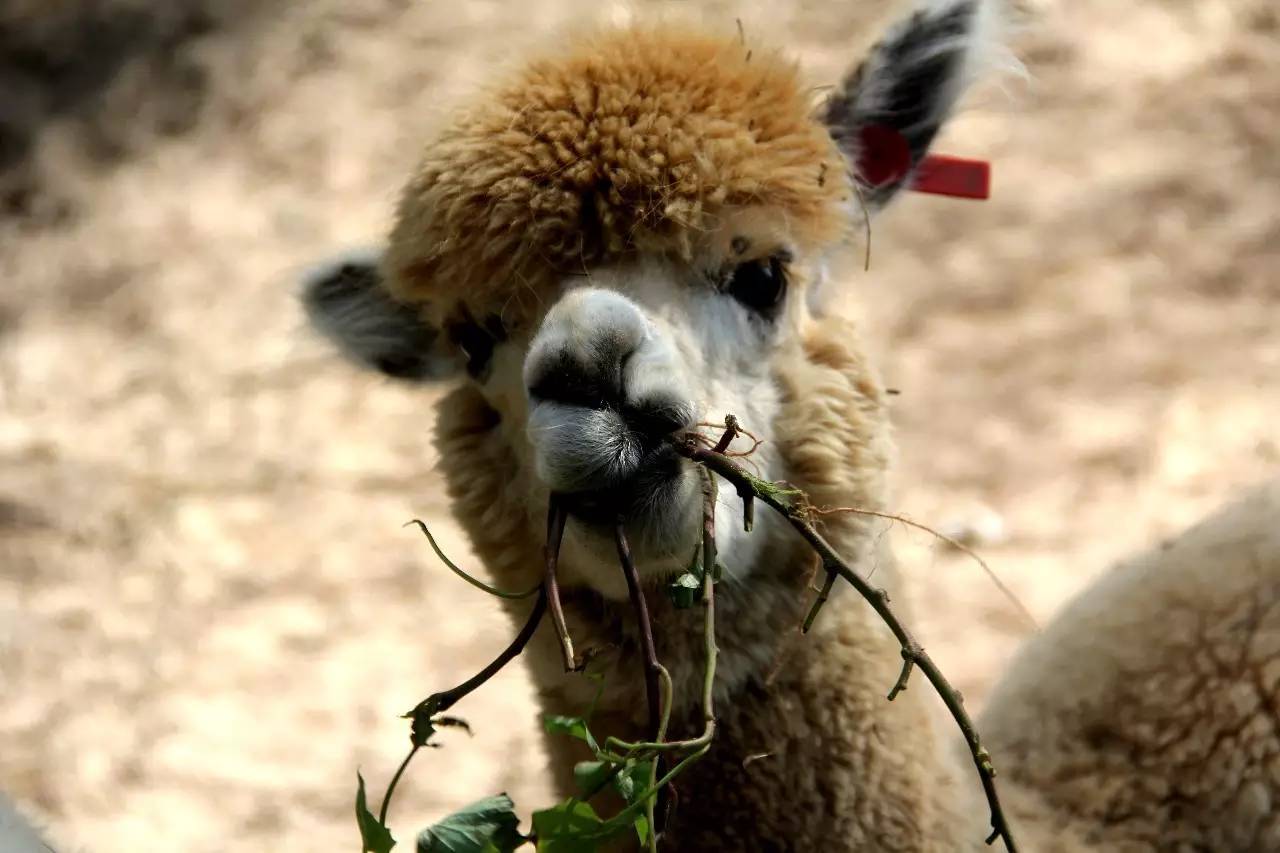 路虎揽胜漳州,揽胜海洋之心