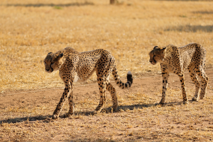 猎豹奔跑壮观,猎豹狂奔