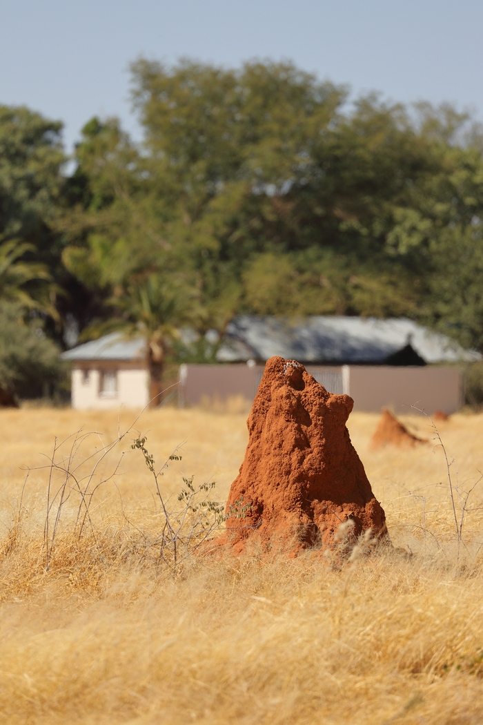 猎豹奔跑壮观,猎豹狂奔