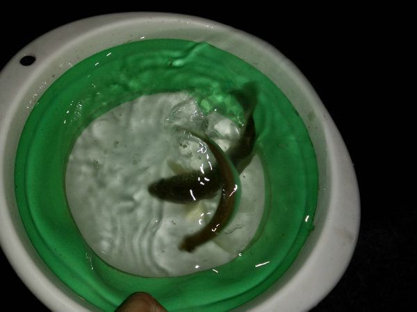 深夜垂钓星露谷,深夜垂钓