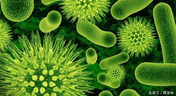 人体正常菌群的分布，对于有利的正常菌群应该加以保护