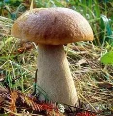 为什么开县成为开州区,重庆开县改为开州了吗