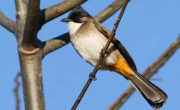 鵟鸟怎么读,鵟字怎么念