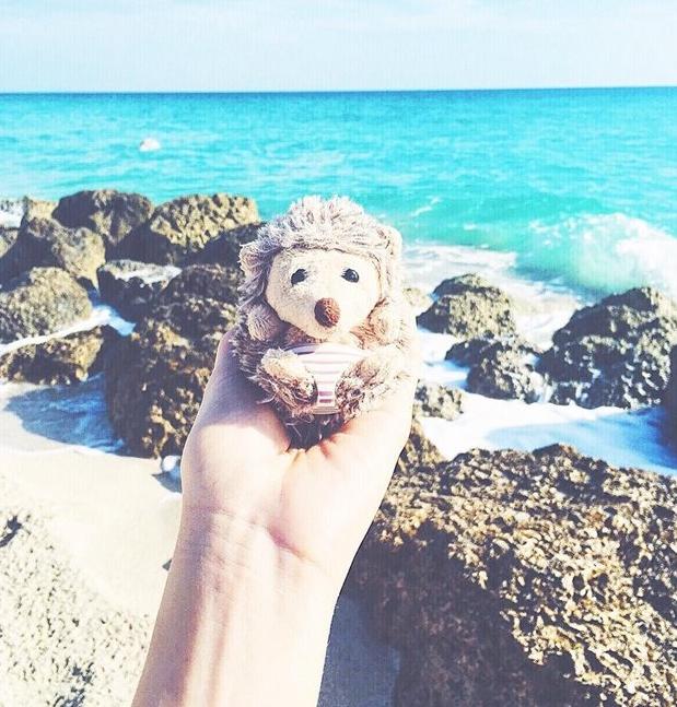 世界上最幸福的刺猬,世界上最幸福的小刺猬